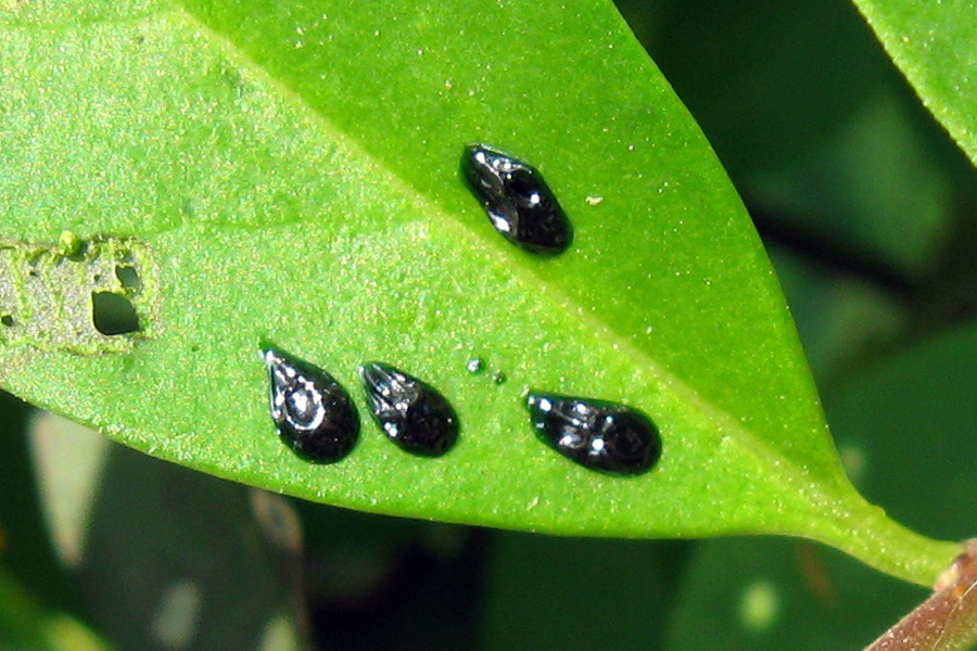 Terzo piccolo enigma entomologico...